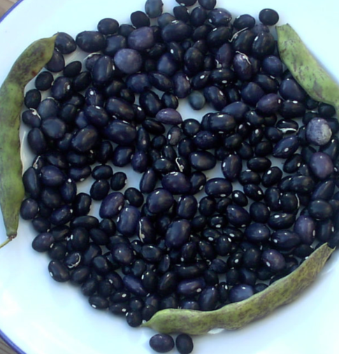 Samen Stangenbohne Schöne von Richigen